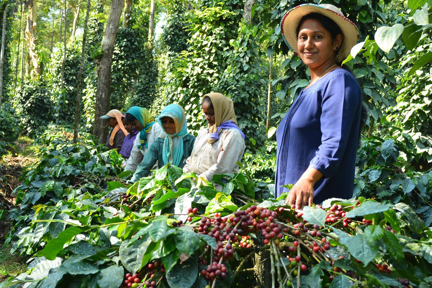 India Monsooned Malabar coffee harvest in lush green plantation.