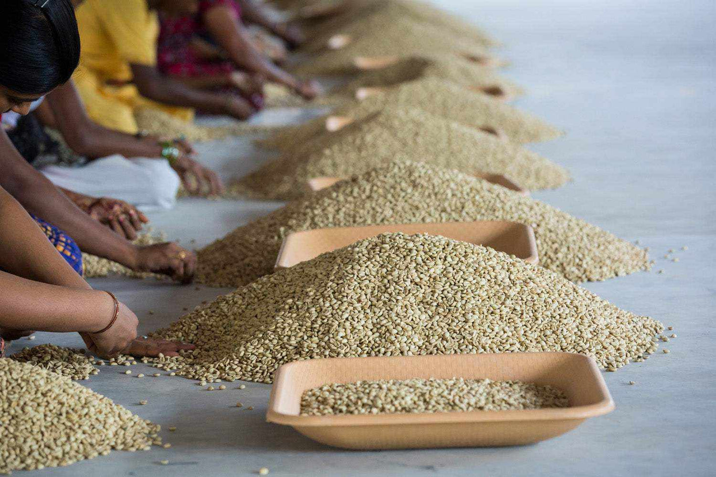 India Monsooned Malabar coffee beans being processed manually.