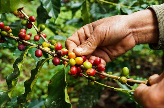 Fair Trade Coffee: What You Should Know - Oceana Coffee 2022