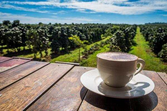 Understanding Single Origin Coffee - Oceana Coffee 2022