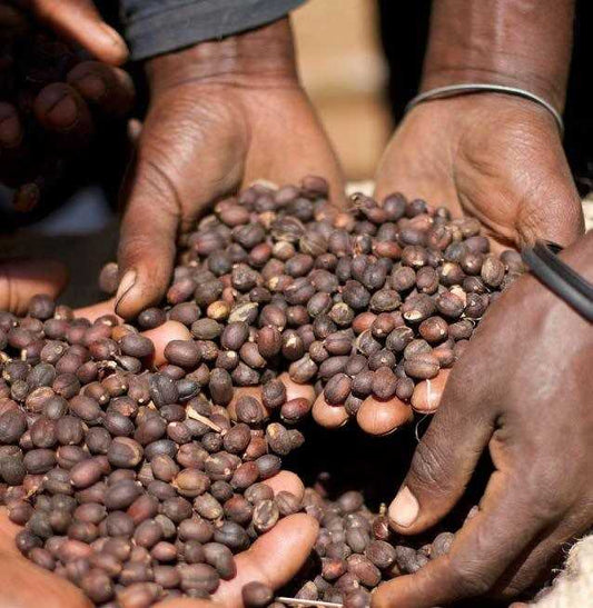 Visit Ethiopia with Oceana Coffee's Passport Collection - Oceana Coffee 2022