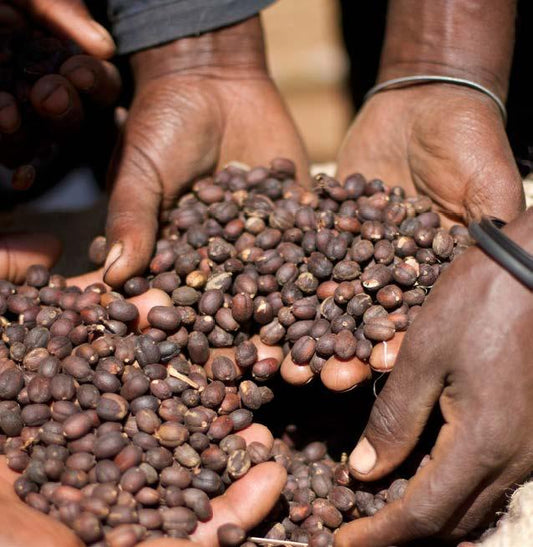 Visit Ethiopia with Oceana Coffee's Passport Collection - Oceana Coffee 2022