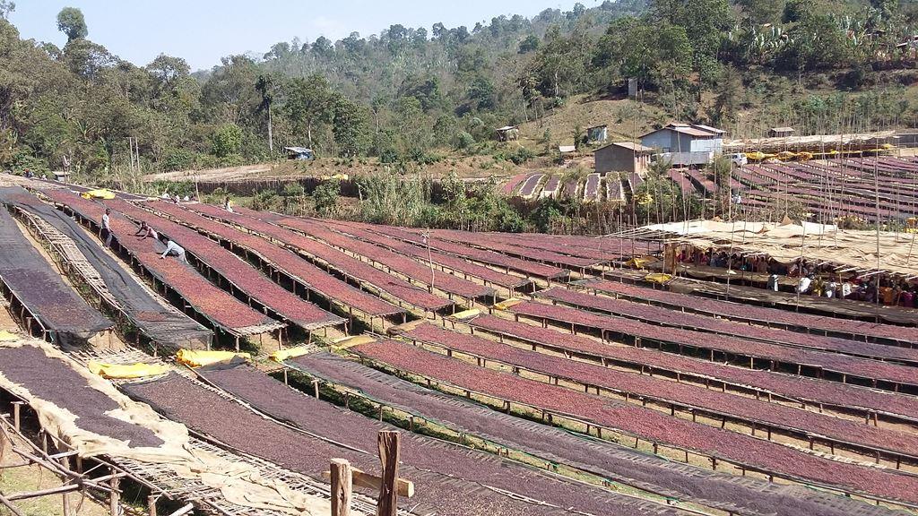 ETHIOPIA NATURAL YIRGACHEFFE ARICHA - Oceana Coffee 2022